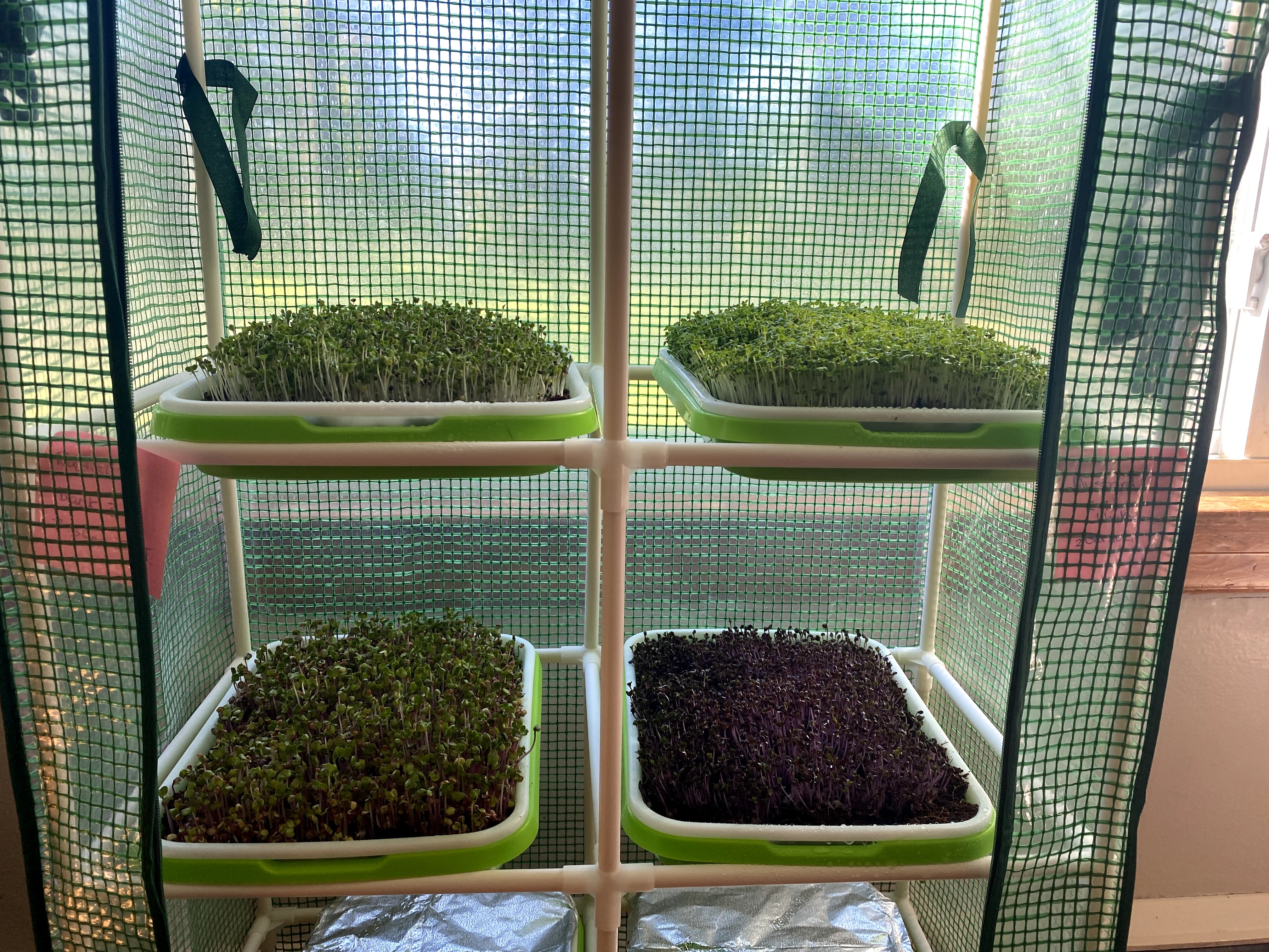 Small Scale Microgreens